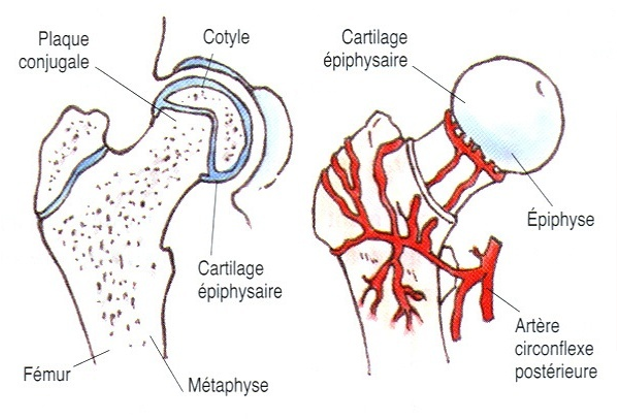 Figure 1: Hanche normale